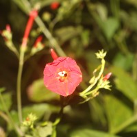 <i>Ipomoea hederifolia</i>  L.